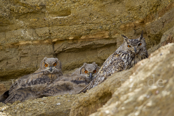 Uhu spec (Bubo bubo dauricus)