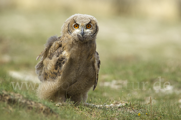 Uhu spec (Bubo bubo dauricus)