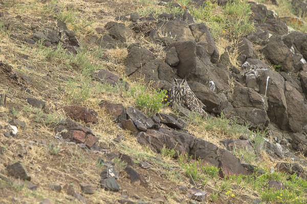 Uhu spec (Bubo bubo dauricus)