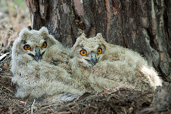 Uhu sspec. (Bubo bubo turkomanus)