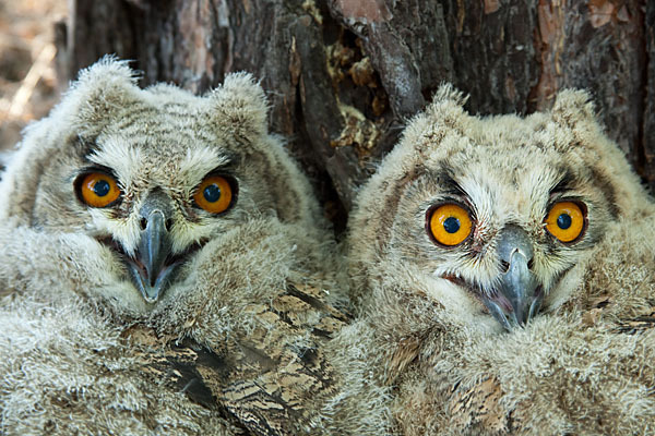 Uhu sspec. (Bubo bubo turkomanus)