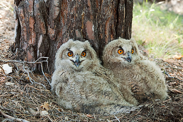 Uhu sspec. (Bubo bubo turkomanus)