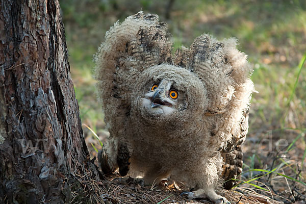 Uhu sspec. (Bubo bubo turkomanus)