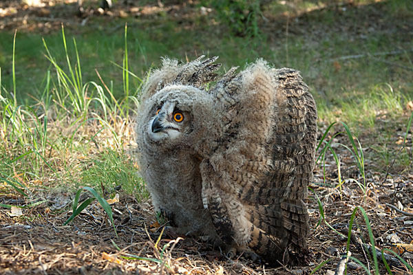 Uhu sspec. (Bubo bubo turkomanus)