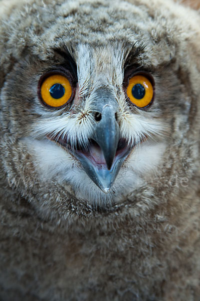 Uhu sspec. (Bubo bubo turkomanus)