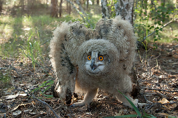 Uhu sspec. (Bubo bubo turkomanus)