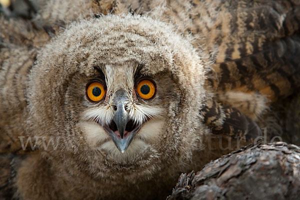 Uhu sspec. (Bubo bubo turkomanus)