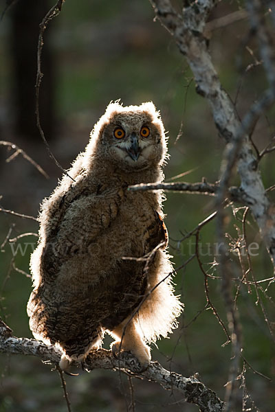 Uhu sspec. (Bubo bubo turkomanus)