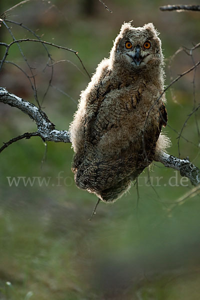 Uhu sspec. (Bubo bubo turkomanus)