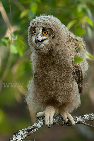 Uhu sspec. (Bubo bubo turkomanus)