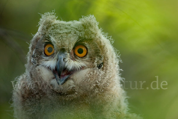 Uhu sspec. (Bubo bubo turkomanus)