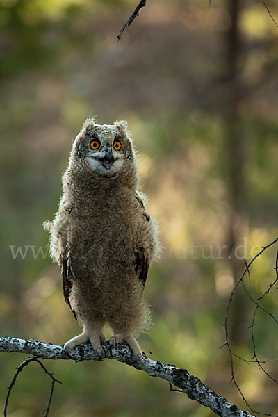 Uhu sspec. (Bubo bubo turkomanus)