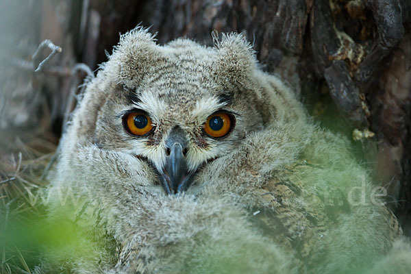 Uhu sspec. (Bubo bubo turkomanus)