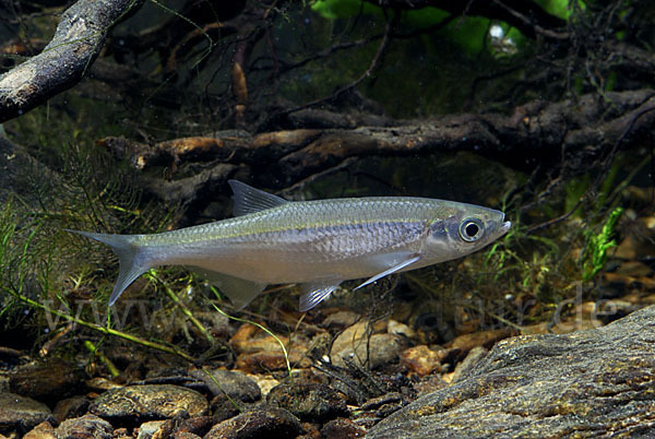 Ukelei (Alburnus alburnus)