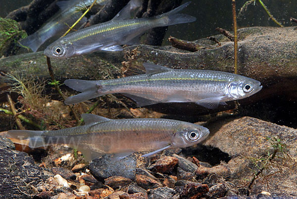 Ukelei (Alburnus alburnus)