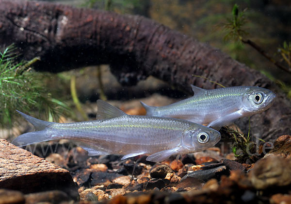 Ukelei (Alburnus alburnus)