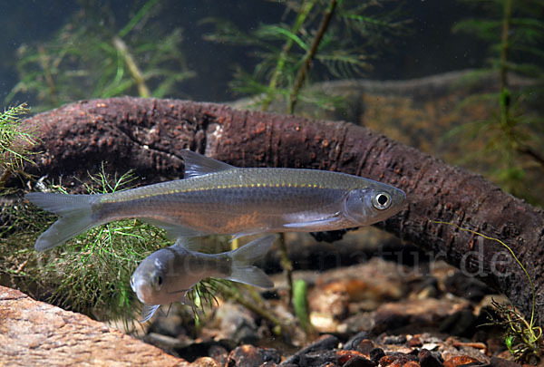 Ukelei (Alburnus alburnus)