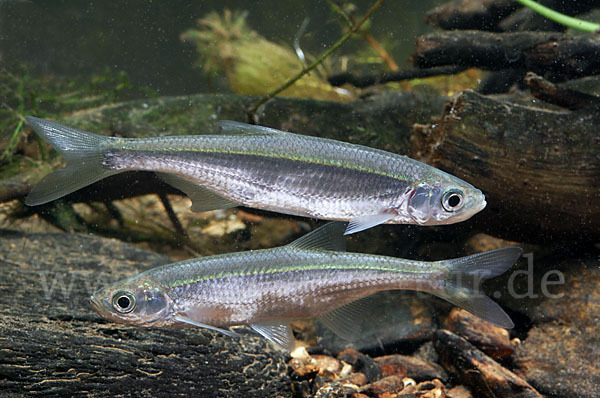 Ukelei (Alburnus alburnus)