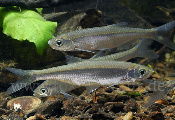 Ukelei (Alburnus alburnus)