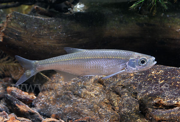 Ukelei (Alburnus alburnus)