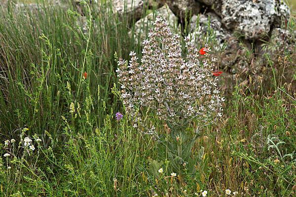 Ungarn-Salbei (Salvia aethiopis)