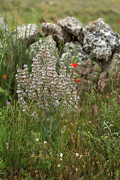 Ungarn-Salbei (Salvia aethiopis)