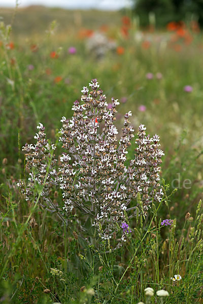 Ungarn-Salbei (Salvia aethiopis)