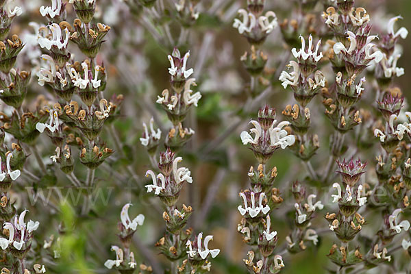 Ungarn-Salbei (Salvia aethiopis)