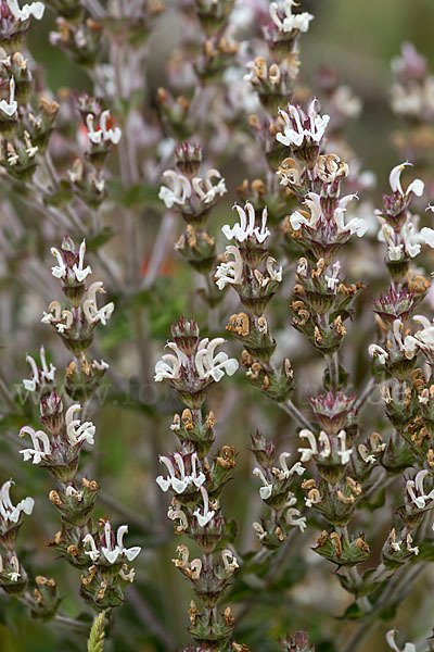 Ungarn-Salbei (Salvia aethiopis)