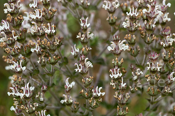 Ungarn-Salbei (Salvia aethiopis)