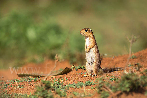 Ungestreiftes Borstenhörnchen (Xerus rutilus)