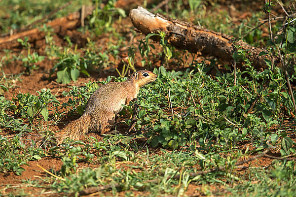 Ungestreiftes Borstenhörnchen (Xerus rutilus)