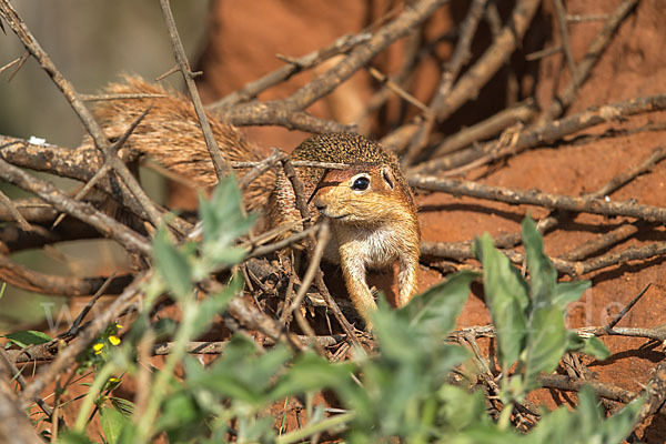 Ungestreiftes Borstenhörnchen (Xerus rutilus)