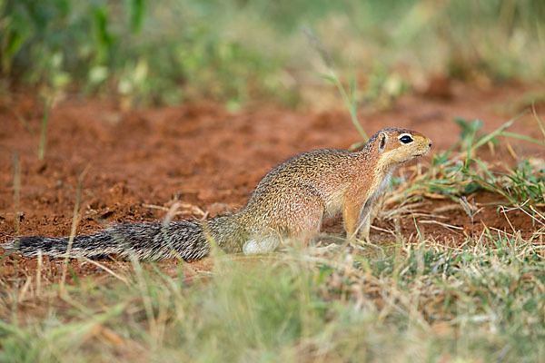 Ungestreiftes Borstenhörnchen (Xerus rutilus)