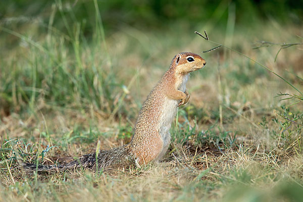 Ungestreiftes Borstenhörnchen (Xerus rutilus)