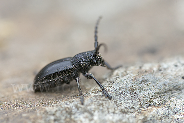 Variable Erdbock (Iberodorcadion fuliginator)