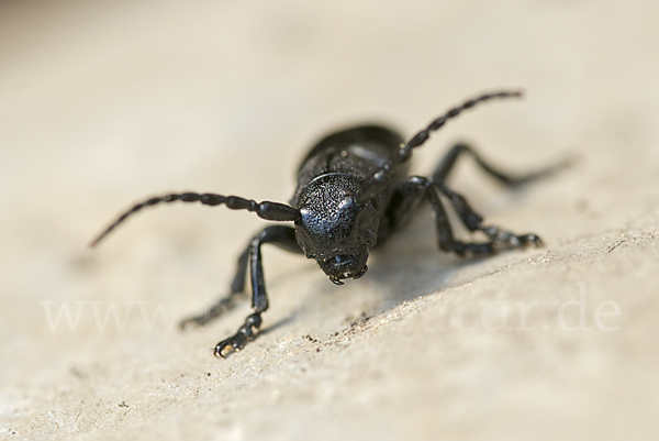 Variable Erdbock (Iberodorcadion fuliginator)