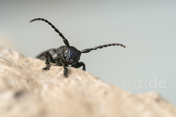 Variable Erdbock (Iberodorcadion fuliginator)