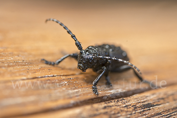 Variable Erdbock (Iberodorcadion fuliginator)