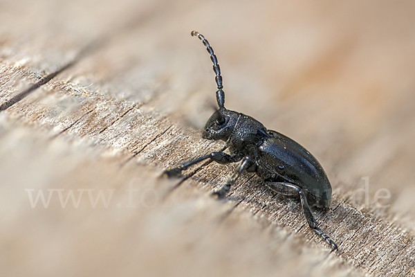 Variable Erdbock (Iberodorcadion fuliginator)