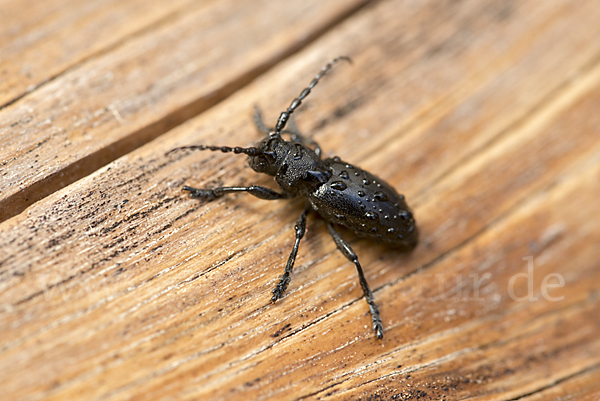 Variable Erdbock (Iberodorcadion fuliginator)