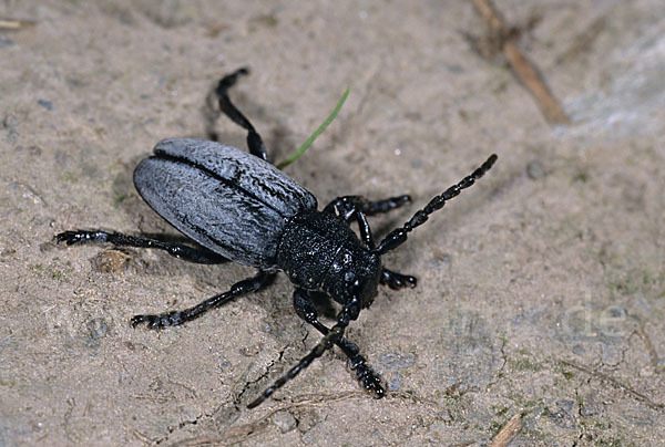 Variabler Erdbock (Dorcadion fuliginator)