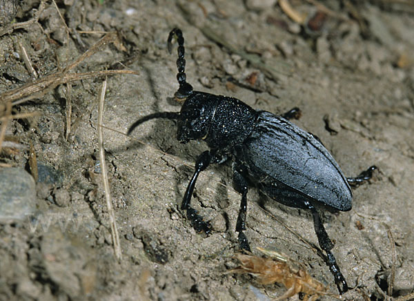 Variabler Erdbock (Dorcadion fuliginator)