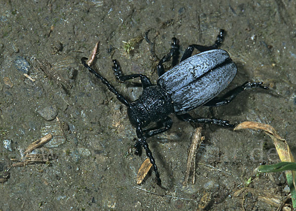 Variabler Erdbock (Dorcadion fuliginator)