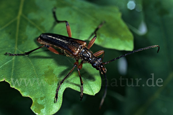 Variabler Stubbenbock (Stenocorus meridianus)