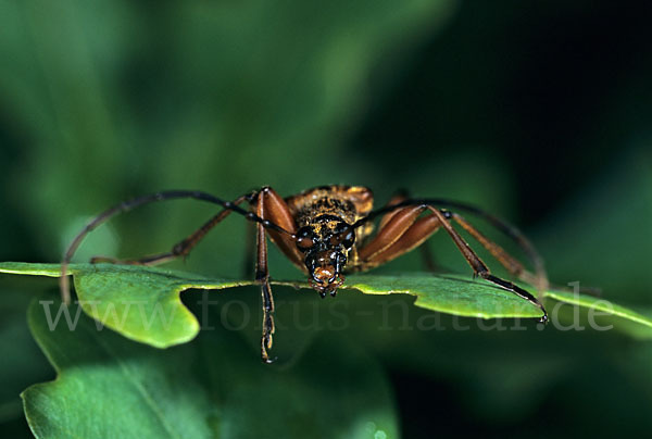 Variabler Stubbenbock (Stenocorus meridianus)