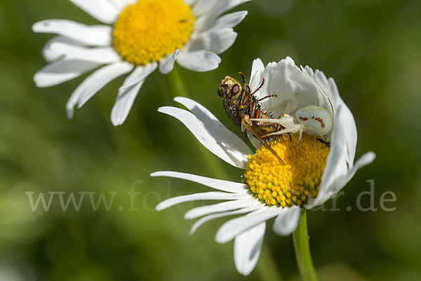 Veränderliche Krabbenspinne (Misumena vatia)