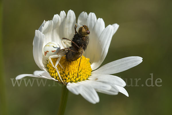 Veränderliche Krabbenspinne (Misumena vatia)