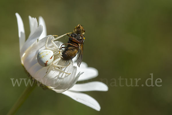 Veränderliche Krabbenspinne (Misumena vatia)