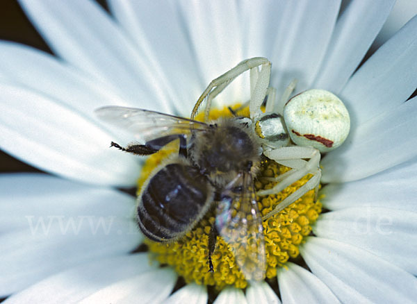 Veränderliche Krabbenspinne (Misumena vatia)